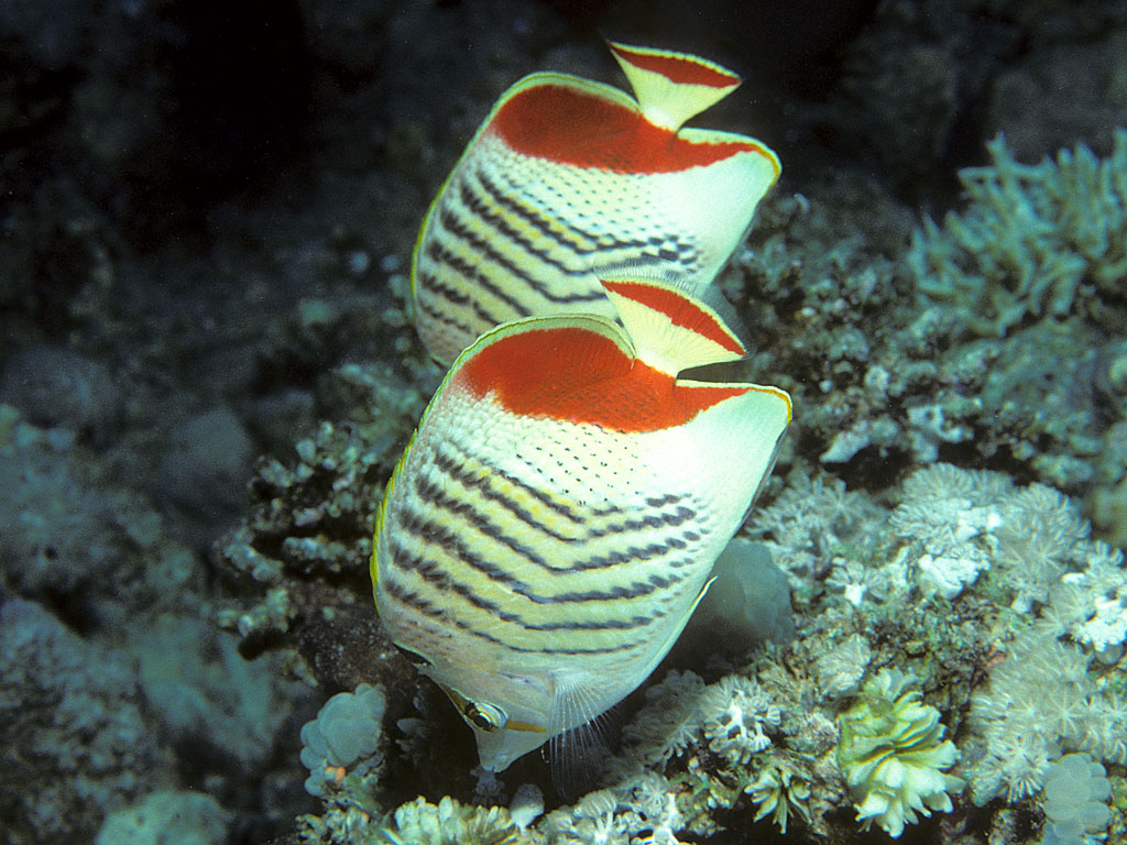 Chaetodon paucifasciatus (Pesce farfalla coronato)